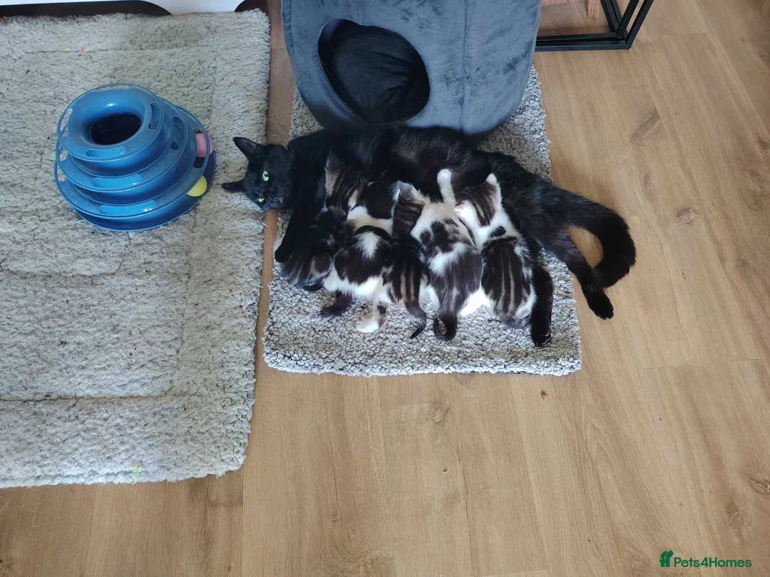 Mixed Breed cats for sale: 3 kittens for sale  - Advert 1