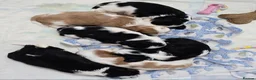 Cavalier King Charles Spaniel dogs for sale: MRI scanned parents fullY health tested - Advert 2