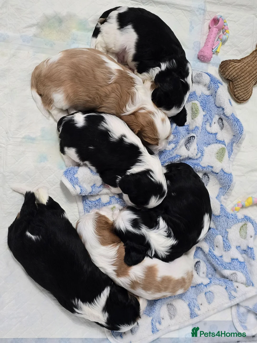 Cavalier King Charles Spaniel dogs for sale: MRI scanned parents fullY health tested - Advert 2