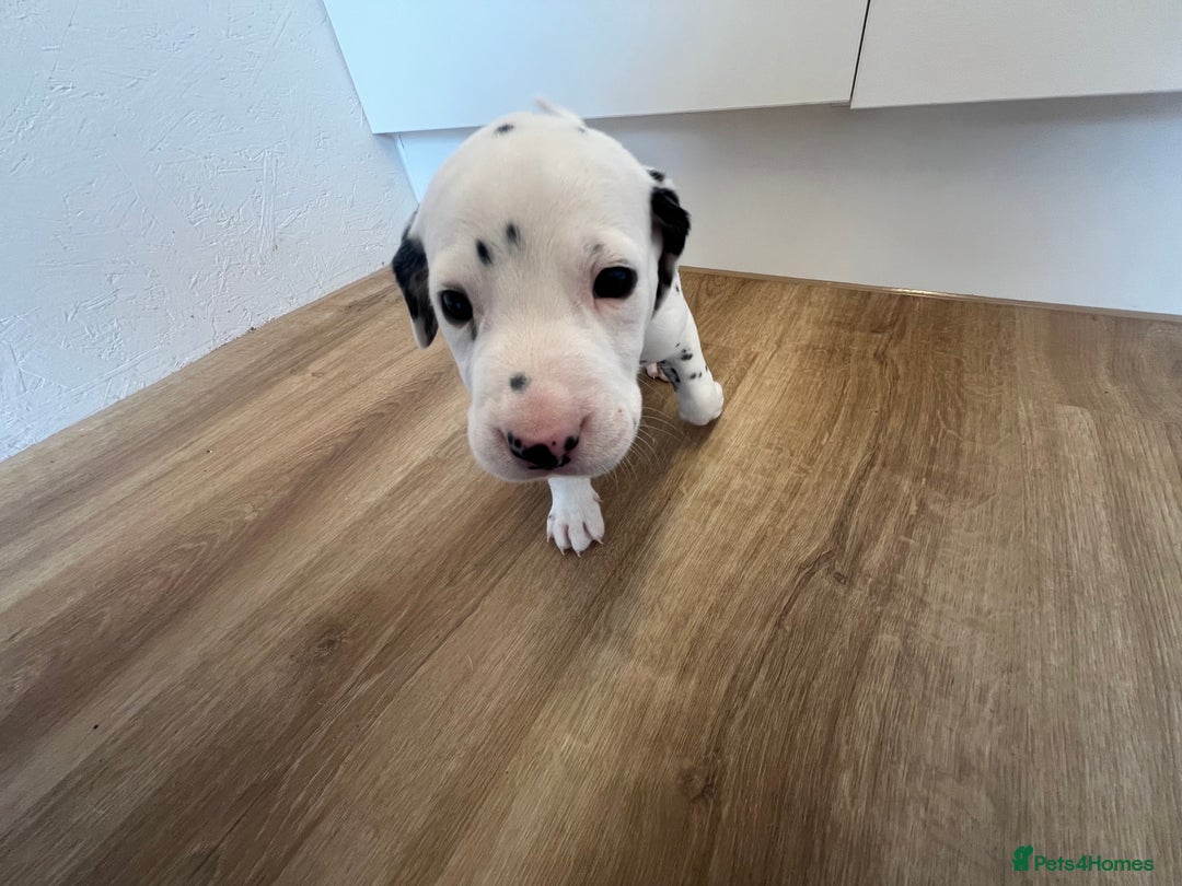 Dalmatian dogs for sale: 🐶 Stunning Dalmatian Puppies Ready 28th August 🐶 - Image 20