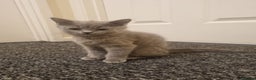 Mixed Breed cats for sale: Kitten - Advert 3
