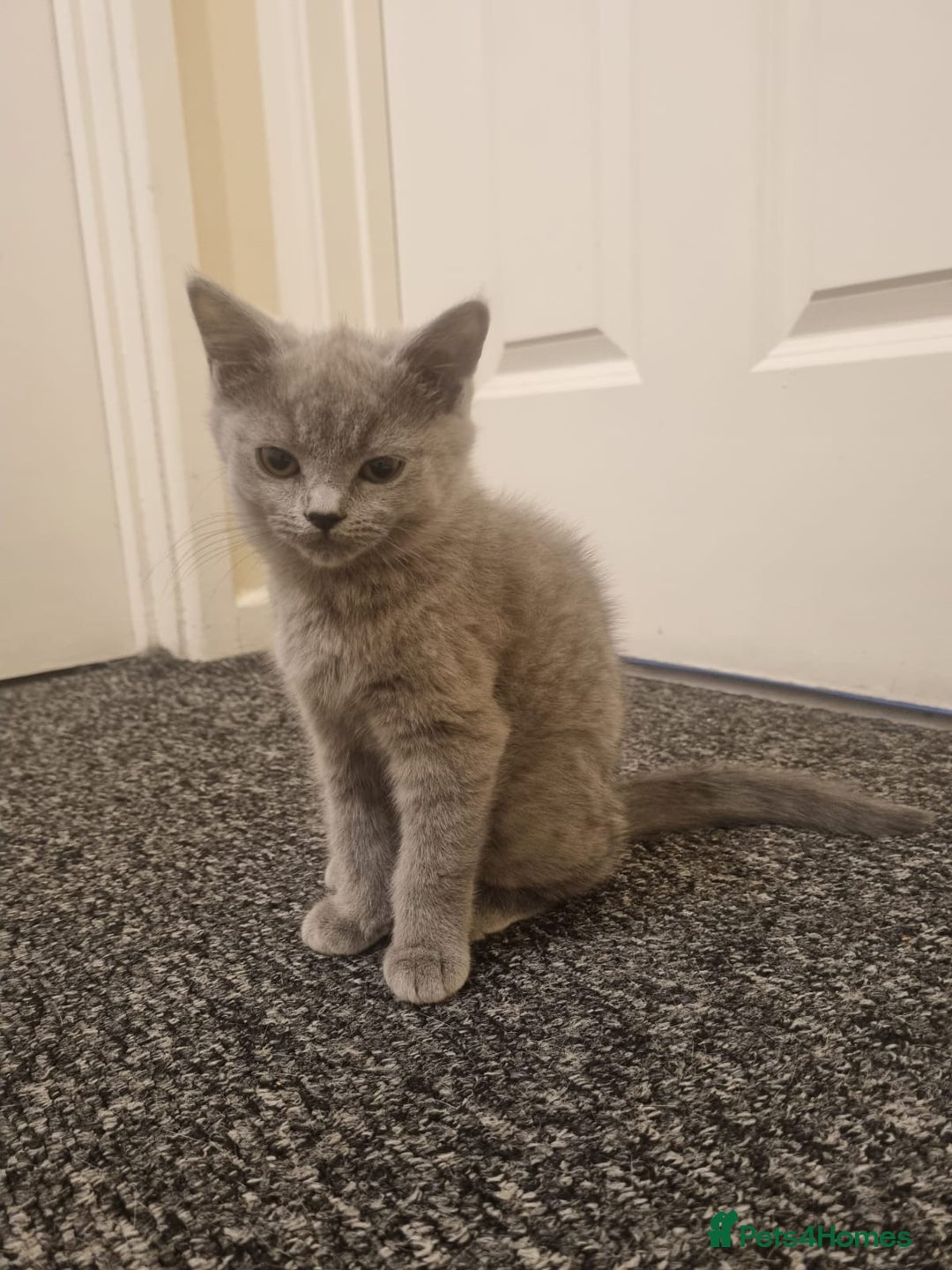 Mixed Breed cats for sale: Kitten - Advert 3