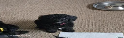 Mixed Breed dogs for sale: Black cockapoo  - Advert 6