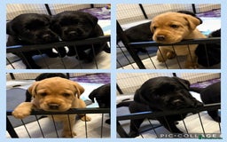 Labrador Retriever dogs for sale: Top quality litter of chunky KC reg Labradors ❤️ in Tamworth - Image 1