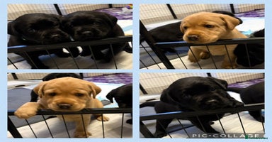 Labrador Retriever dogs in Tamworth - Advert 5