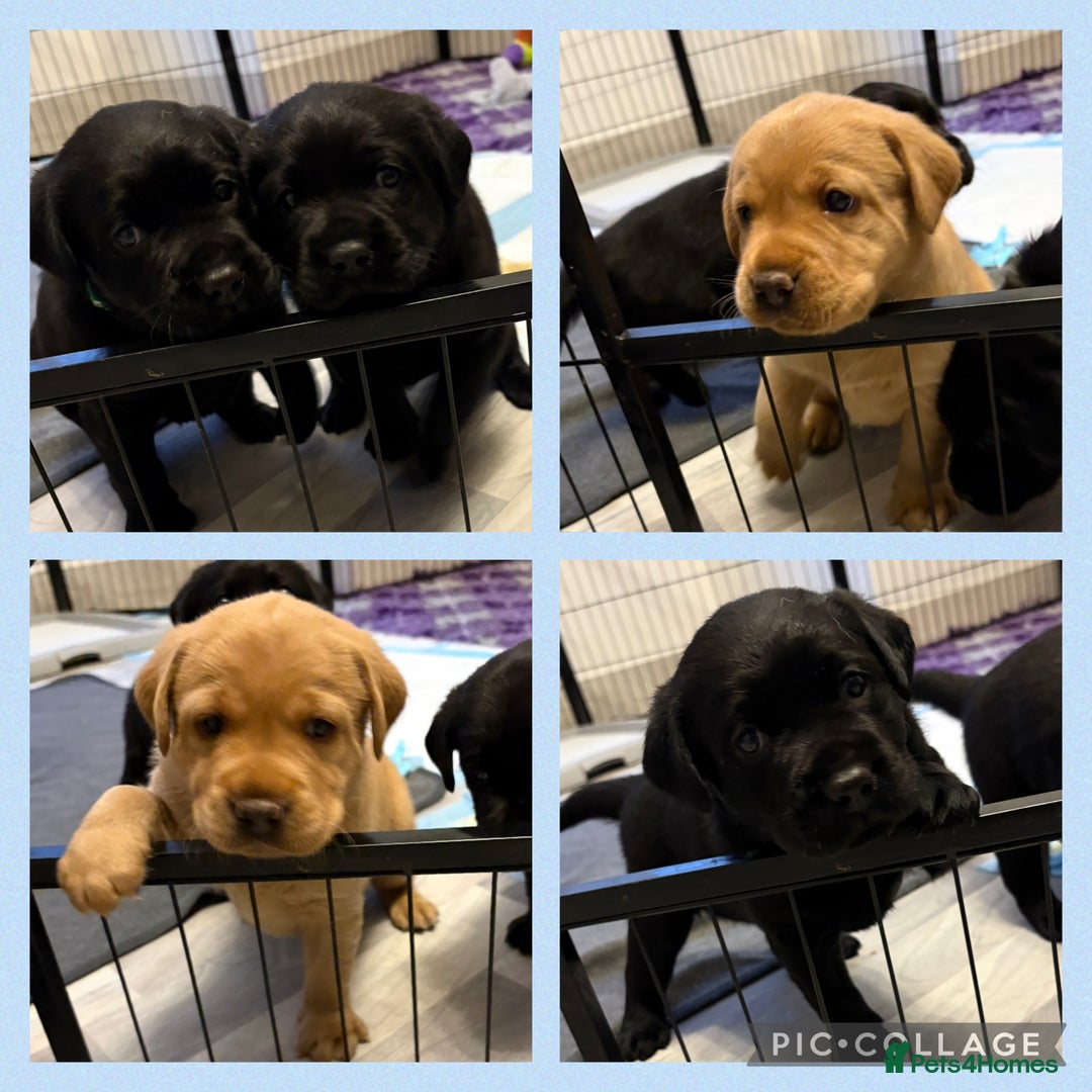 Labrador Retriever dogs for sale: Top quality litter of chunky KC reg Labradors ❤️ in Tamworth - Image 1