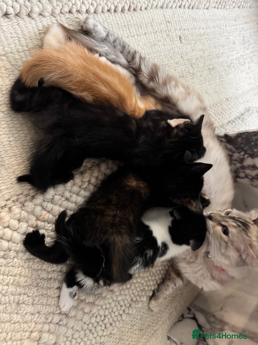 Bengal cats for sale: Bengal x British short hair kittens ready soon 15t - Advert 1