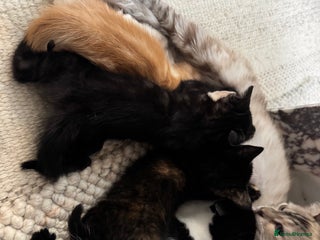 Bengal cats Bengal x British short hair kittens ready soon 15t - Advert 1