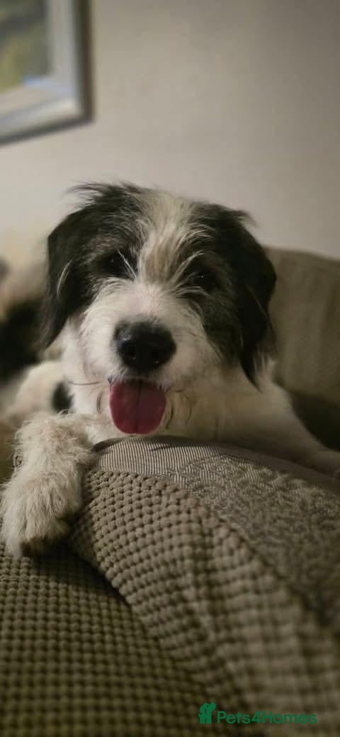 Mixed Breed dogs Meet Ash, currently residing in Essex - Advert 14