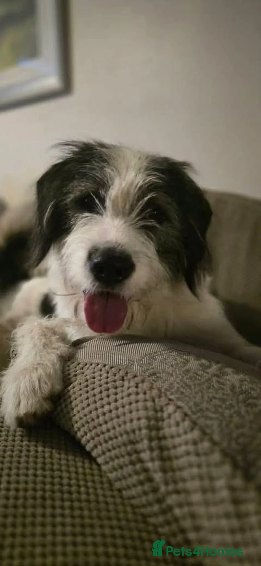 Mixed Breed dogs for adoption: Meet Ash, currently residing in Essex in Burnham-on-Crouch - Advert 1