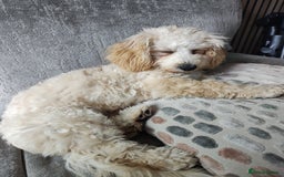 Maltipoo dogs for sale: Loveable Maltipoo Male - Image 3