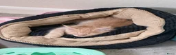 Maine Coon cats for sale: READY TO LEAVE PRICE REDUCTION  😻😻 - Advert 12