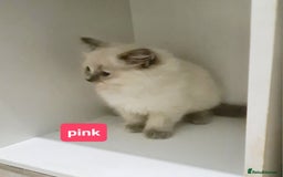 Ragdoll cats for sale: Pure ragdoll kittens READY NOW!! - Image 28