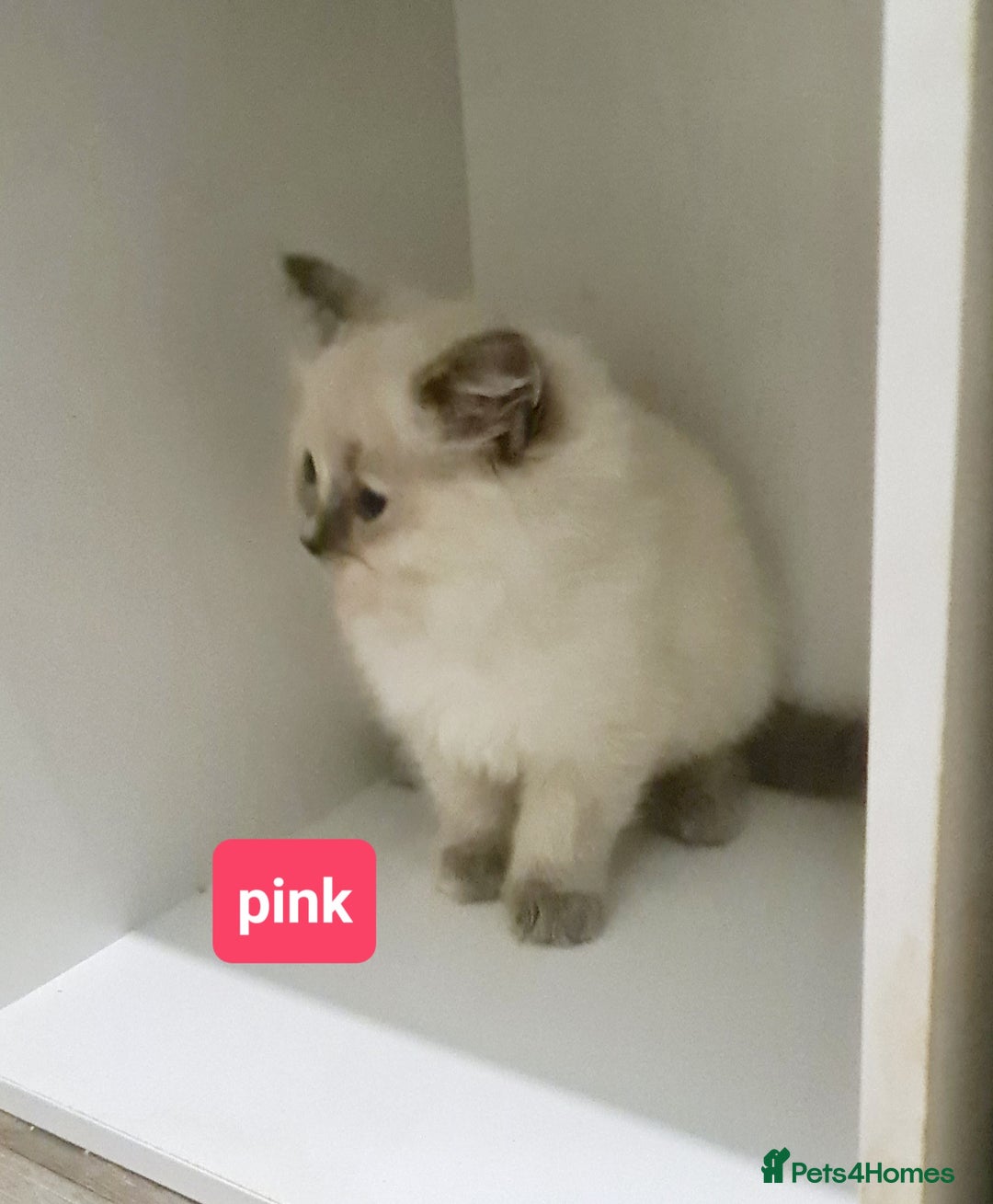 Ragdoll cats for sale: Pure ragdoll kittens READY NOW!! - Image 28