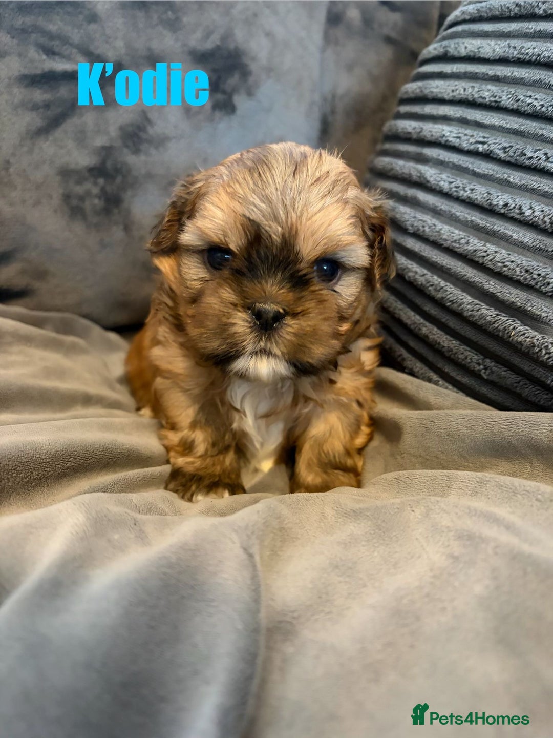 Shih Tzu dogs for sale: Gorgeous litter of shih tzu pups  - Advert 7