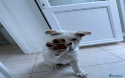 Japanese Akita Inu dogs for sale: White Japanese Akita Male  - Image 4