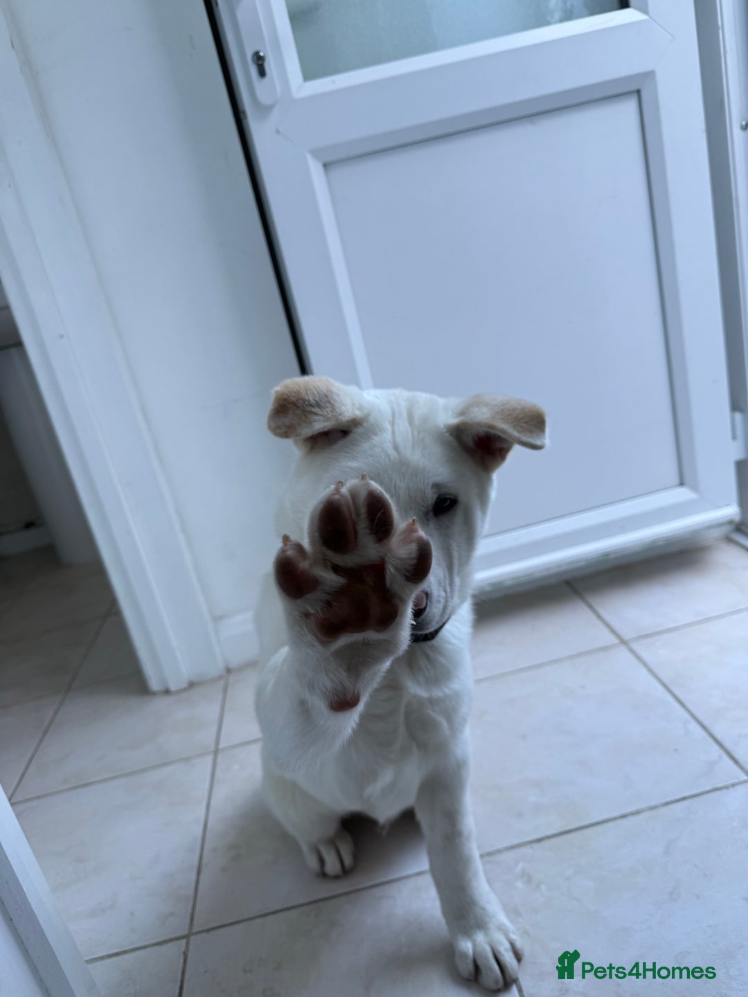 Japanese Akita Inu dogs for sale: White Japanese Akita Male  - Image 4