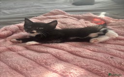 Mixed Breed cats for sale: Adorable 5 Kittens Looking for Forever Homes 🐾 - Image 7