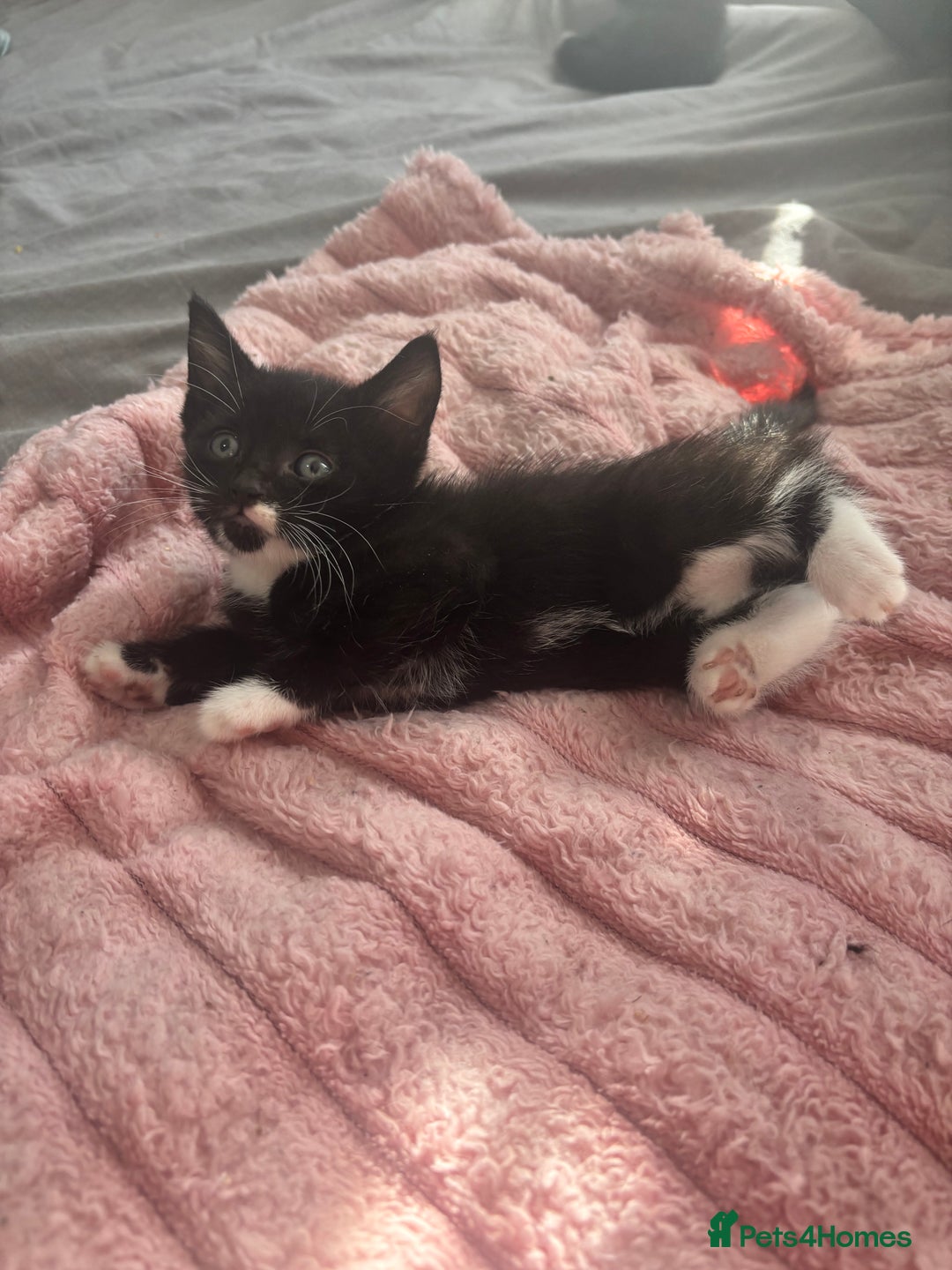 Mixed Breed cats for sale: Adorable 5 Kittens Looking for Forever Homes 🐾 - Image 7