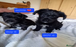 Mixed Breed dogs for sale: 💞 Beautiful Yorkie Russel Puppies 💞 - Image 28