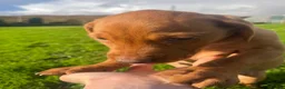 Labrador Retriever dogs for sale: Labrador Dog Pup - Advert 7