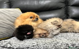 Pomeranian dogs for sale: 🐾Stunning 🐶Extra Small🐻 Teddy Face🔥 - Image 18