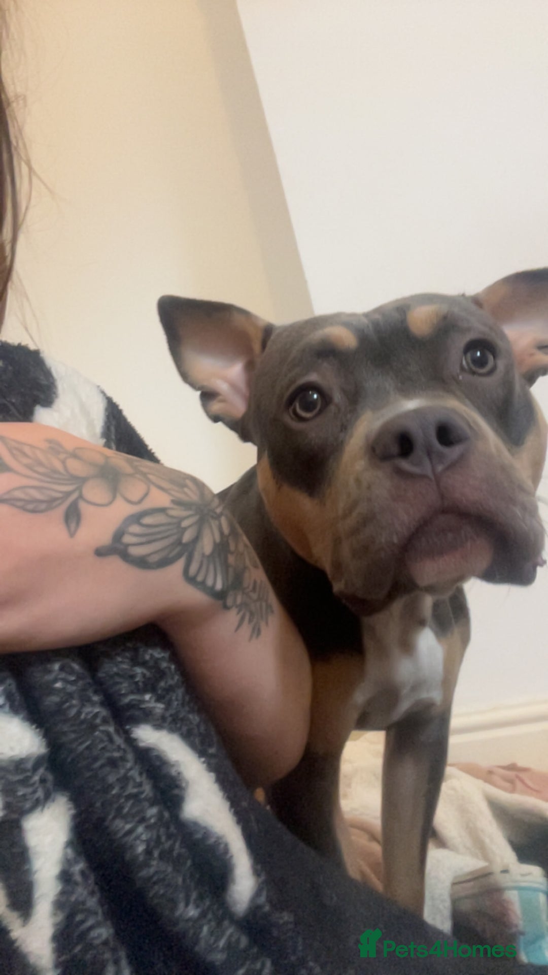 American Bully dogs for sale: Dolcee- American Bully- 1 year old - Advert 6