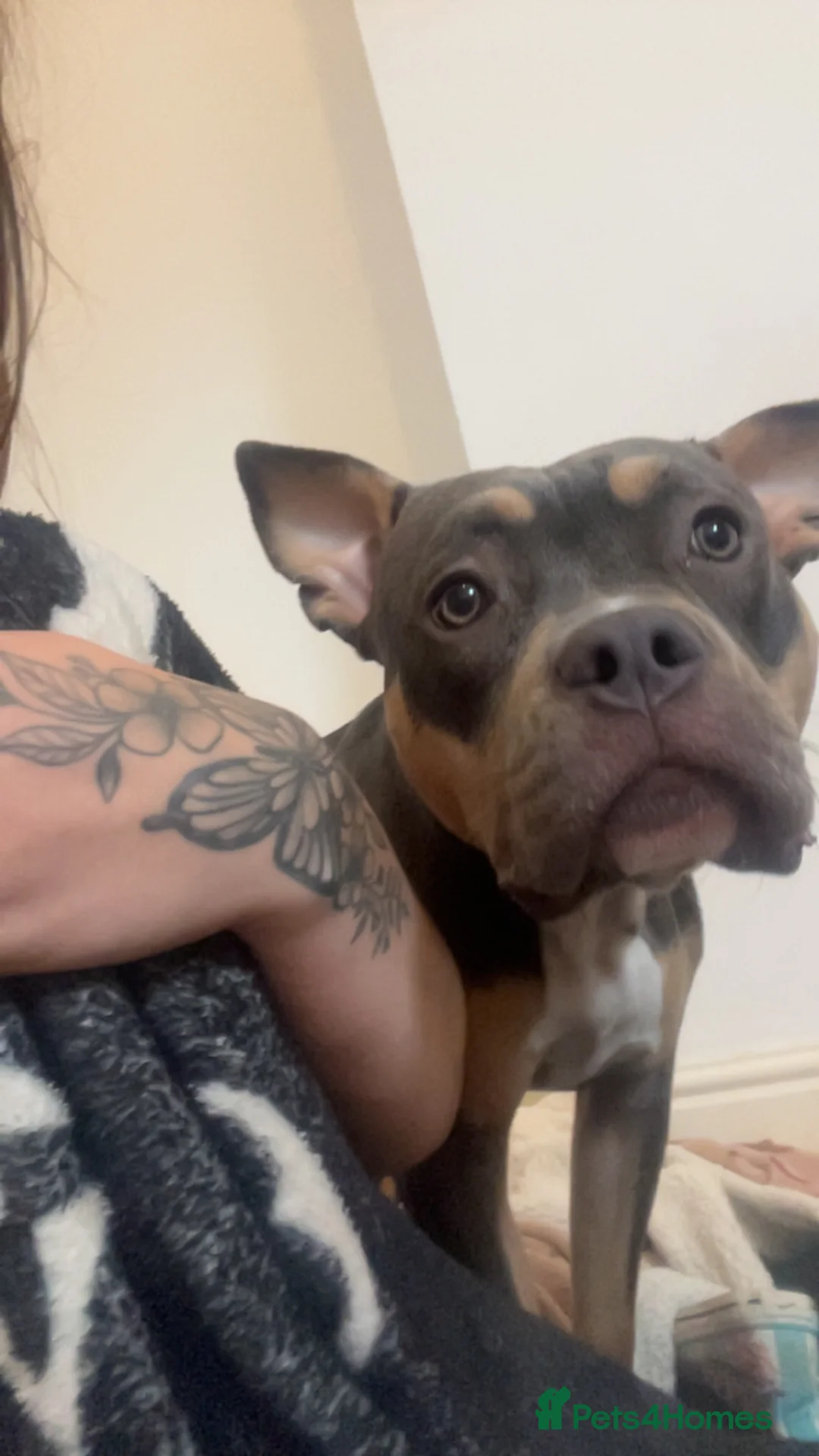 American Bully dogs for sale: Dolcee- American Bully- 1 year old - Advert 6