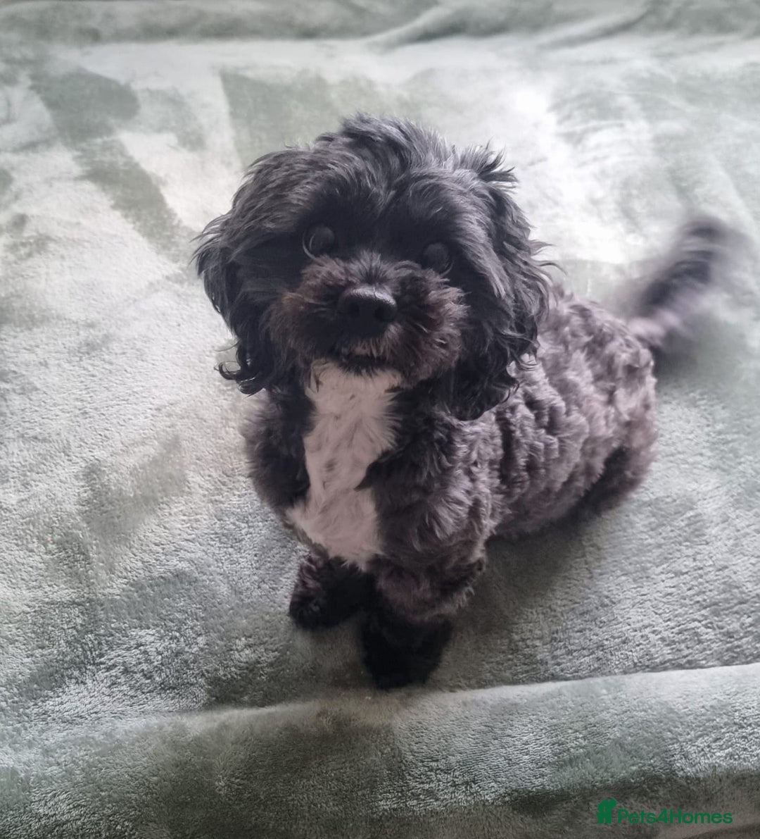 Shihpoo dogs for sale: Baby Shihpoos  - Advert 3