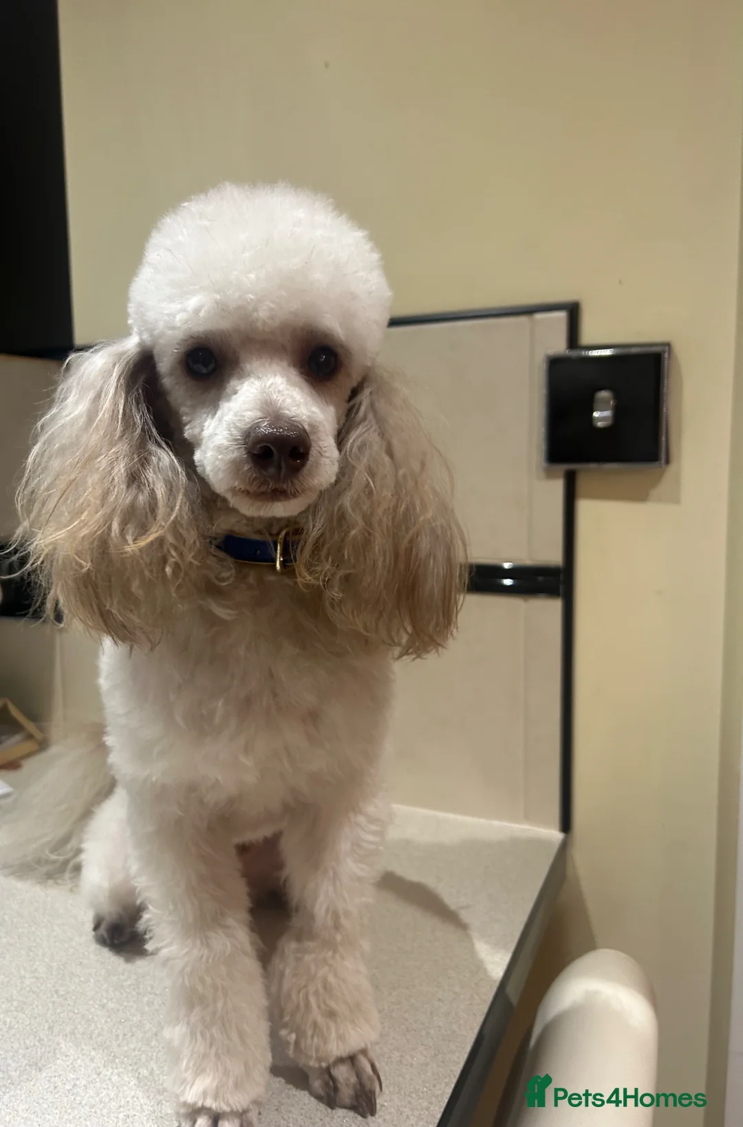 Poodle dogs for stud: KC reg Toy Poodle (Stud) - Advert 1