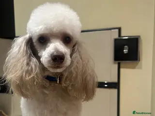 Poodle dogs for stud: KC reg Toy Poodle (Stud) - Advert 2