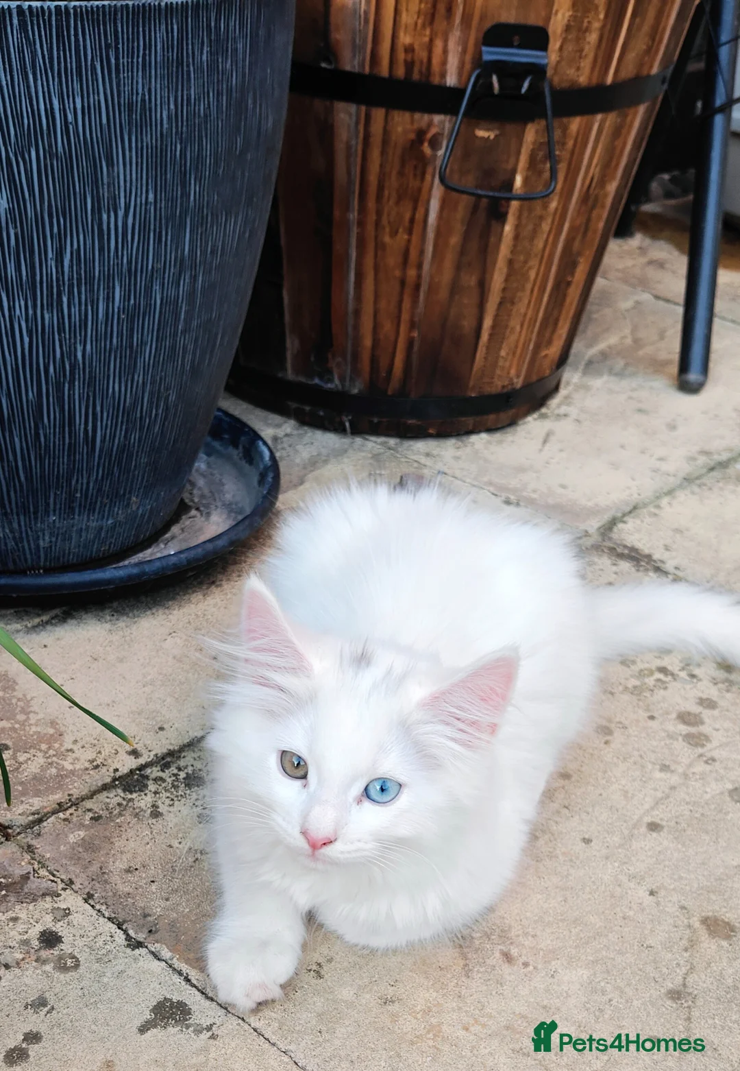 Mixed Breed cats for sale: Little cuties - Advert 2