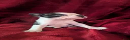Boston Terrier dogs for sale: Boston Terriers for sale  - Advert 13