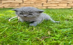 British Shorthair cats for sale: Blue British shorthair  - Image 17