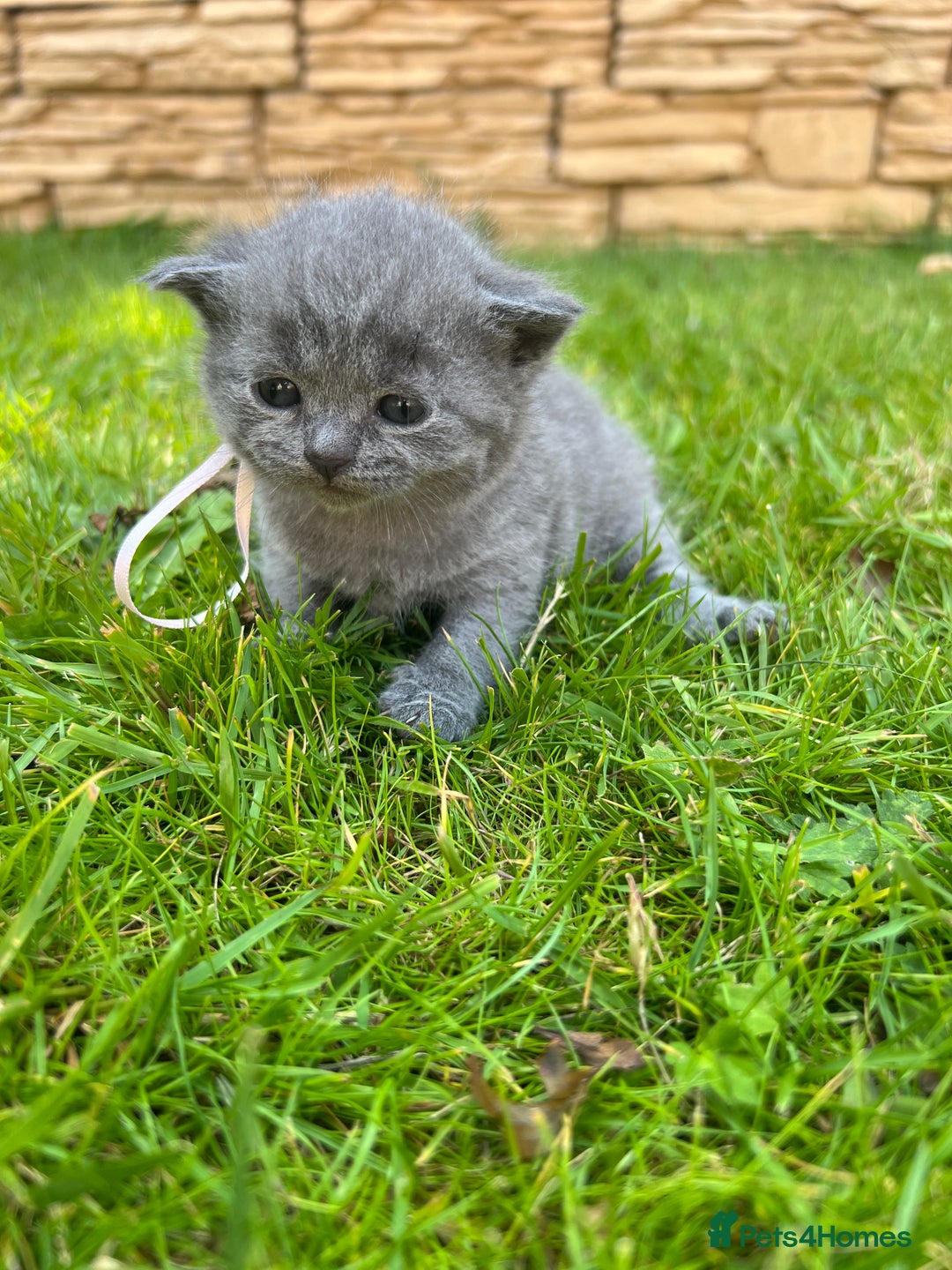 British Shorthair cats for sale: Blue British shorthair  - Image 17