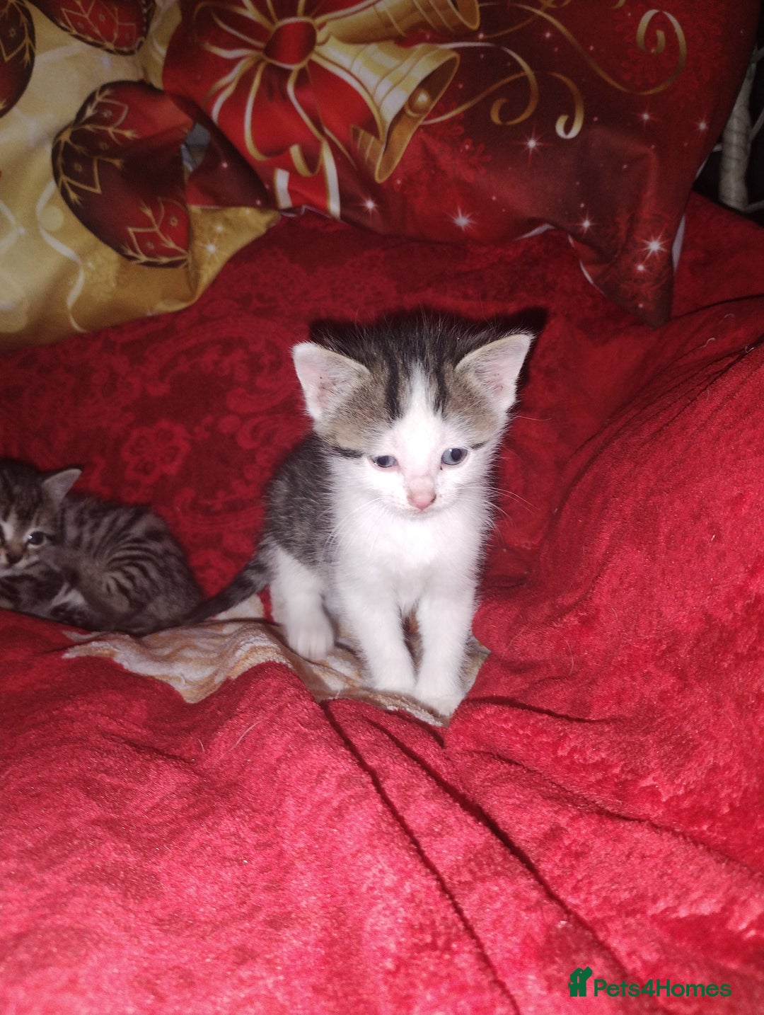 Mixed Breed cats for sale: Kittens are looking for homes  - Advert 5