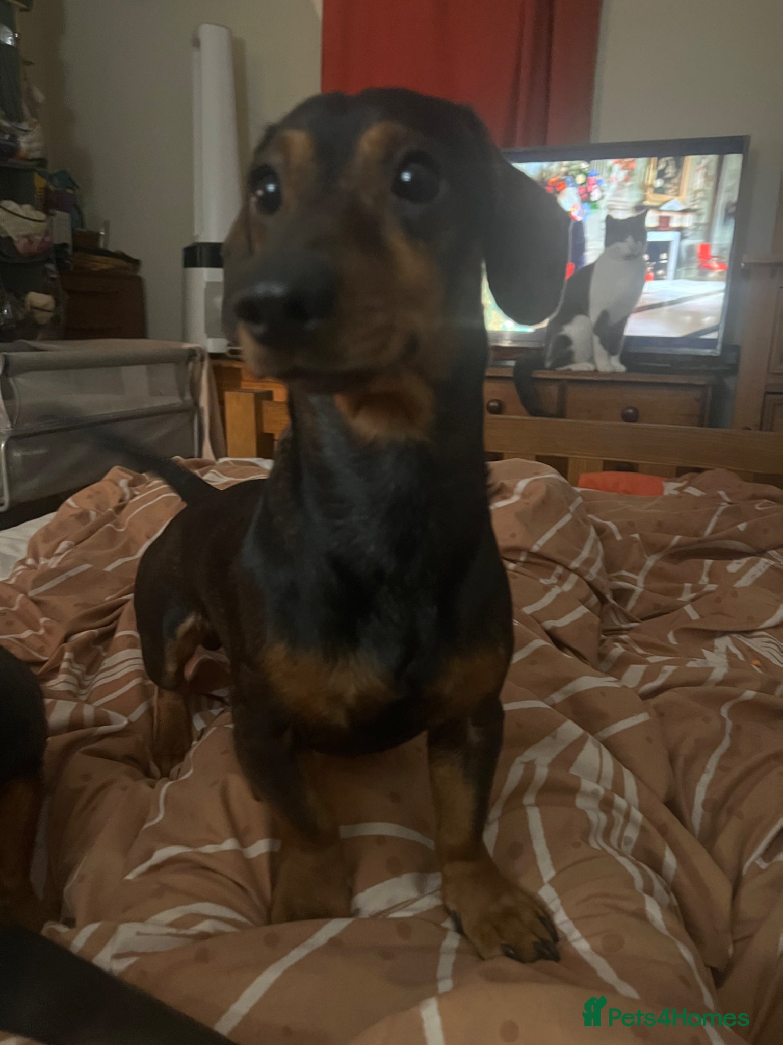 Miniature Dachshund dogs Rashford looking for his forever home - Advert 1