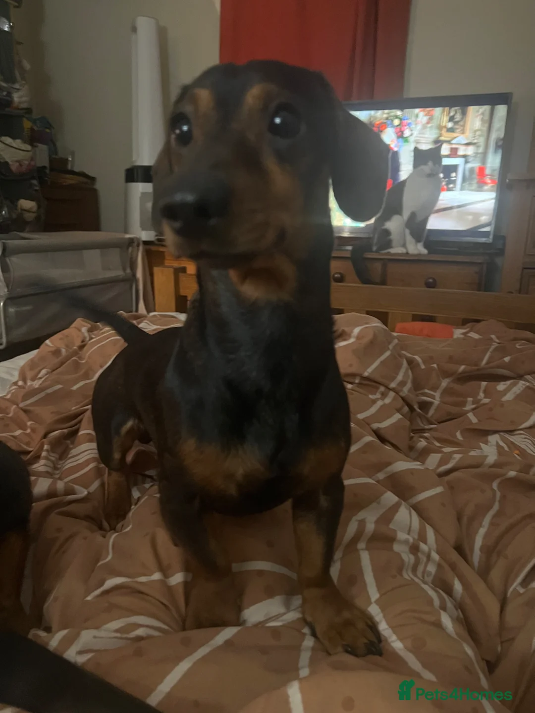 Miniature Dachshund dogs for sale: Rashford looking for his forever home - Advert 1