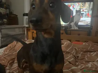 Miniature Dachshund dogs Rashford looking for his forever home - Advert 1