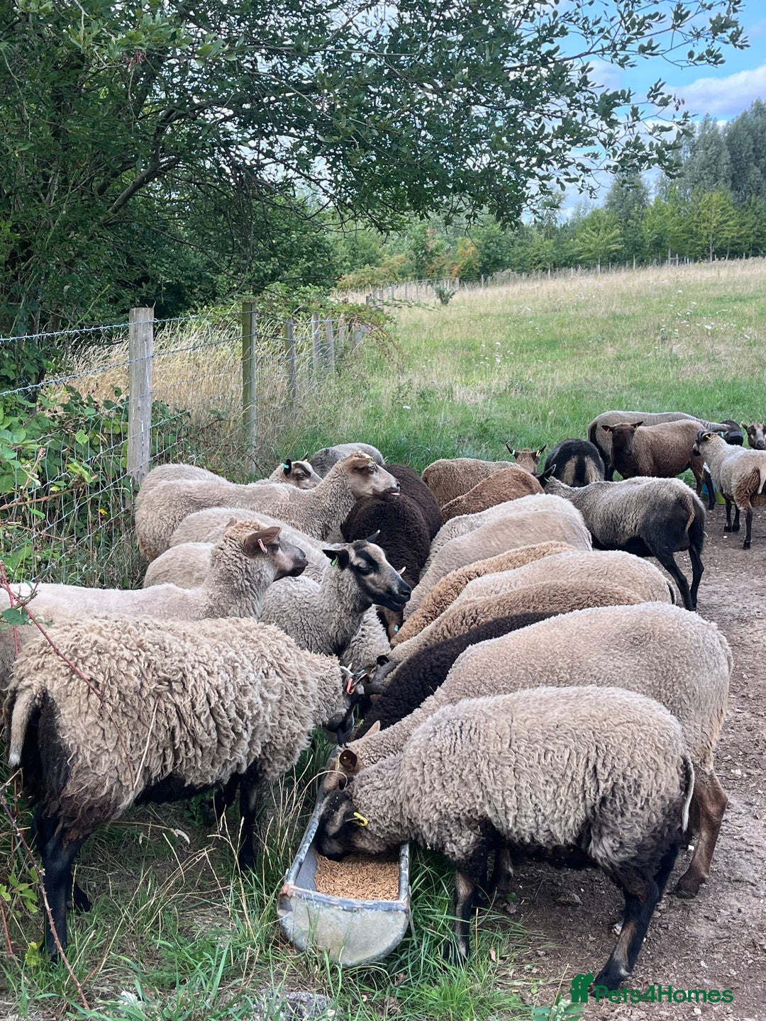 Sheep livestock for sale: Various Shetland Sheep for sale - Image 4