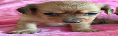 Chiweenie 1