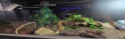Leopard Gecko reptiles for sale: Leopard Gecko and enclosure for sale in Wolverhampton - Advert 5