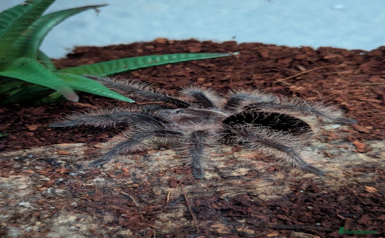 Tarantulas invertebrates - Advert 1