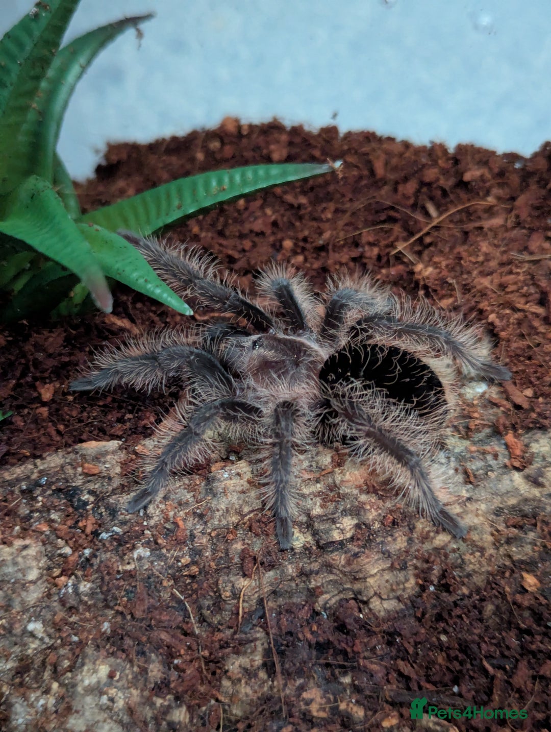 Tarantulas invertebrates for sale: Juvenile male tliltocatl albopilosus curly hair - Image 1