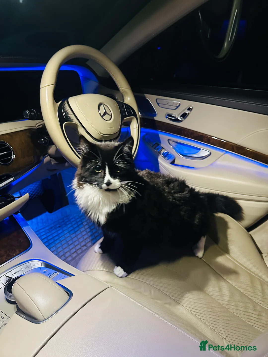 British Shorthair cats for sale: Adorable British Shorthair Tuxedo - Advert 2