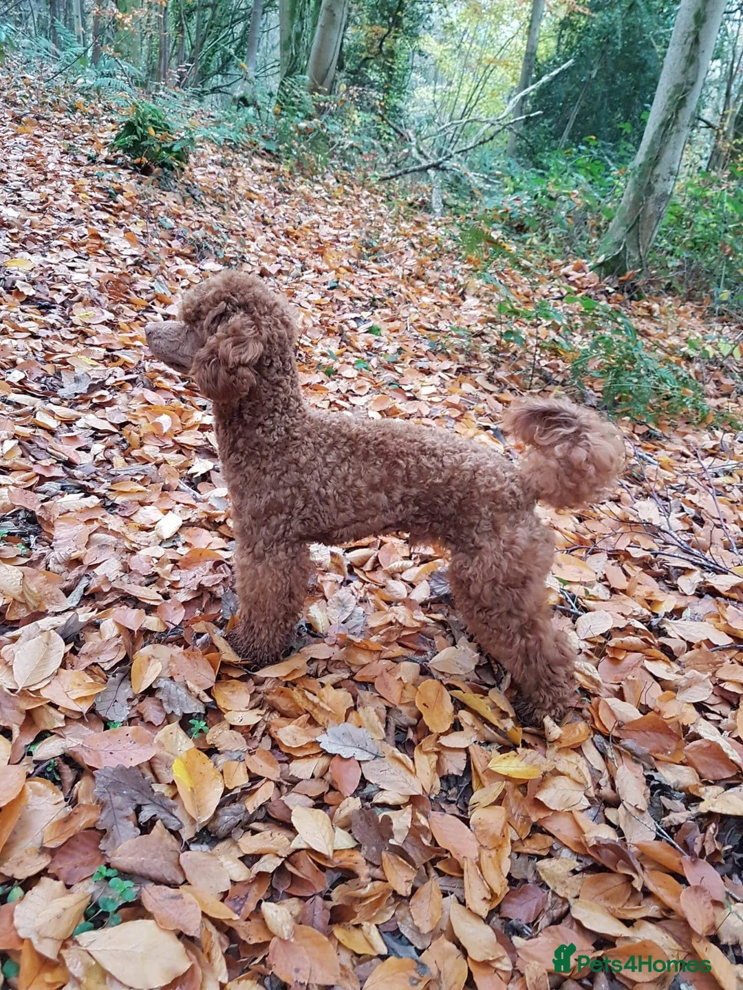 Toy Poodle dogs for stud: ☆Monty - KC Registered TOY POODLE ☆ in Lydney - Advert 7