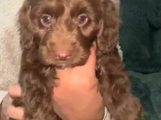 Cockapoo dogs Cockapoo Puppies - Advert 17