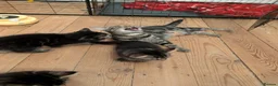 Domestic Shorthair cats for sale: READY TO LEAVE NOW🩵🩷 - Advert 36
