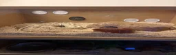 Python Snake reptiles for sale: Ball python  in Bradford - Advert 3