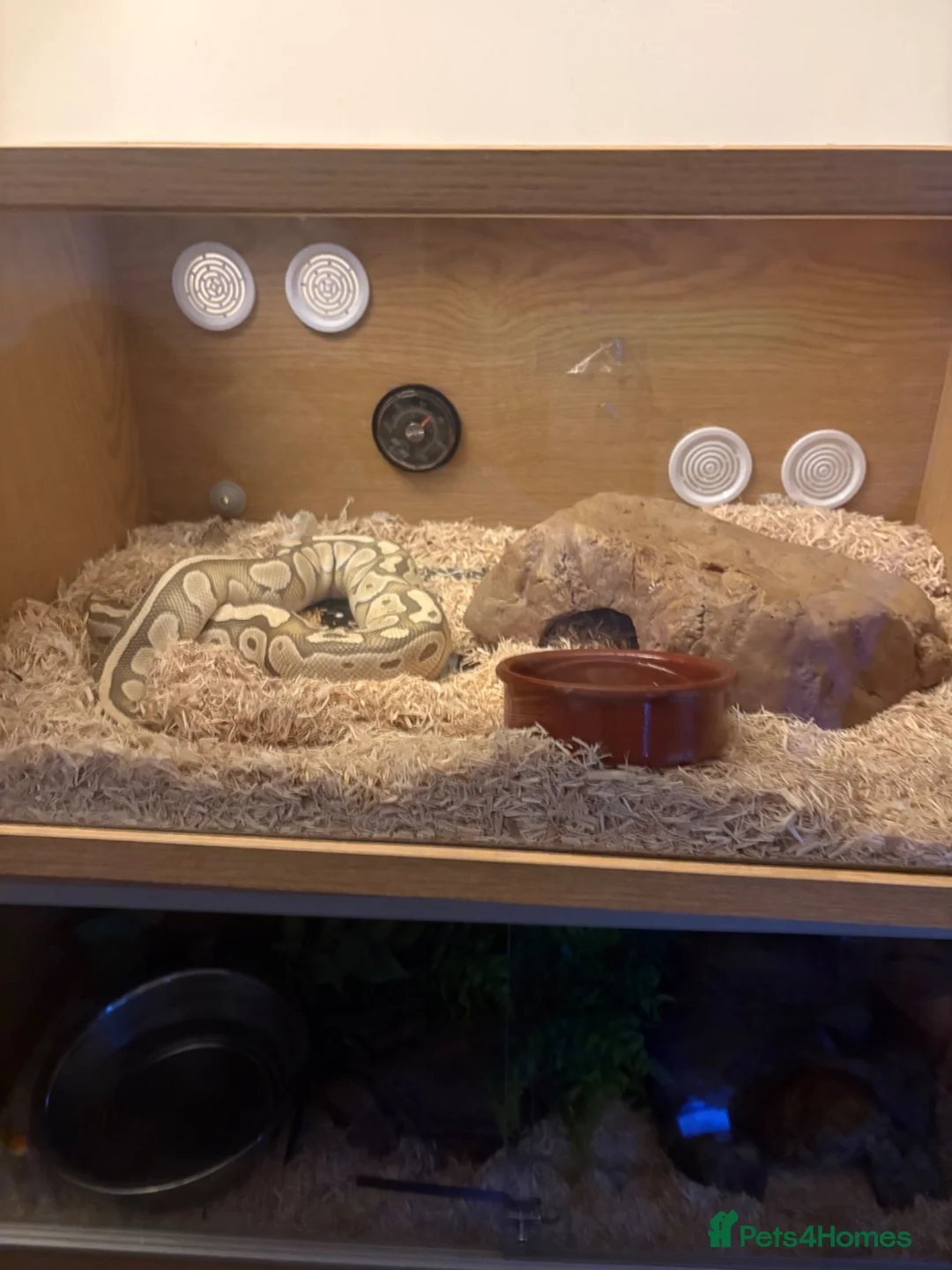 Python Snake reptiles for sale: Ball python  in Bradford - Advert 3